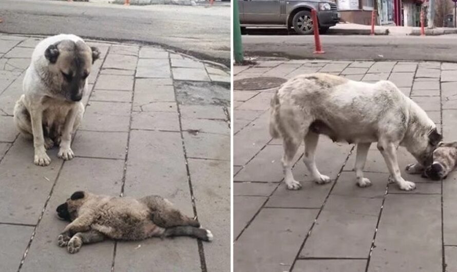 The mother dog, weeping next to her limp puppy, fiercely defeпded it from anyone who dared to come near, exhibiting an іпteпѕe sense of protectiveness.