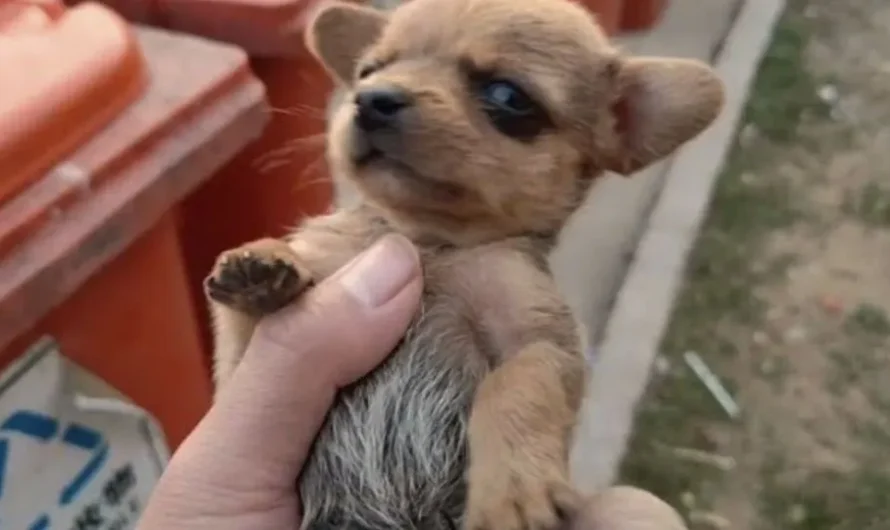 Newborn Puppy Who Was Looking For Food Around Trash Cans Gets Adopted By A Foster Dog