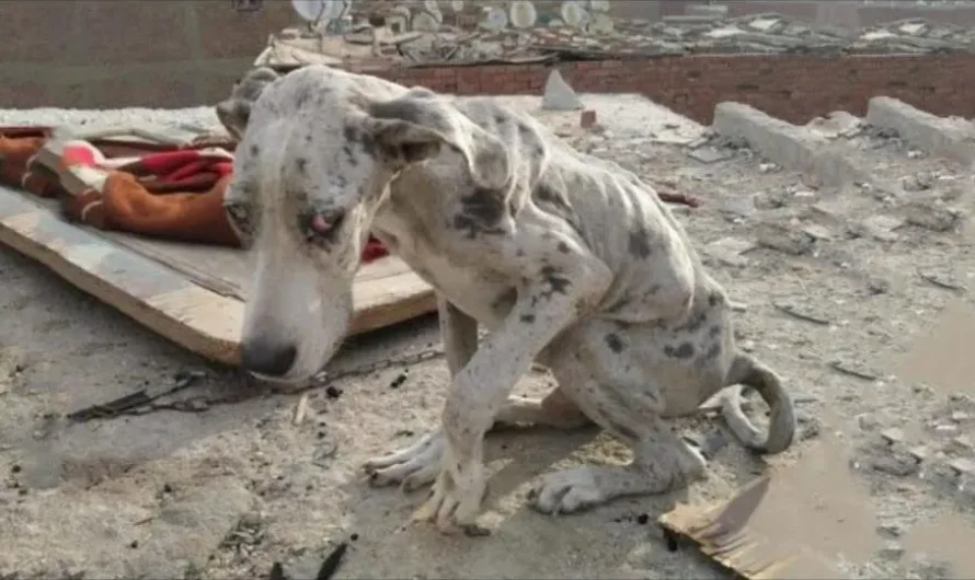 After Eating Rocks To Survive, This Great Dane Finally Gets A Second Chance