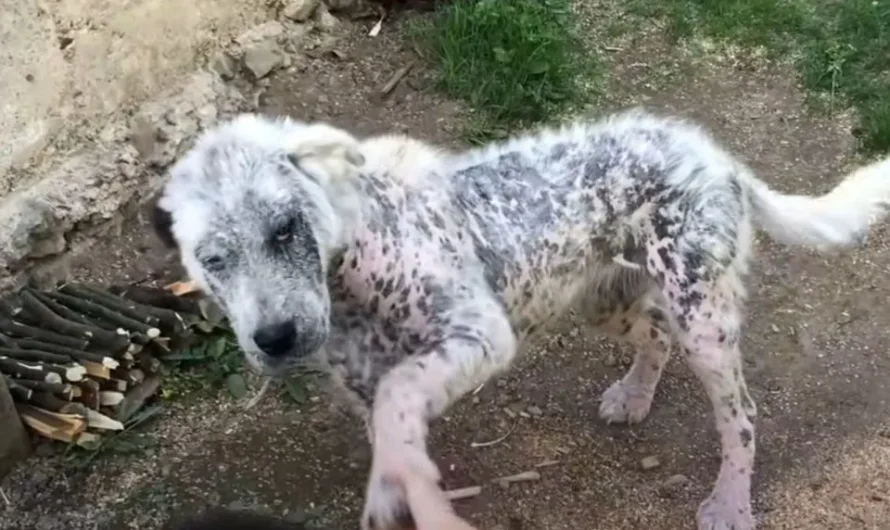 Loyal Dog In Need Refuses To Be Helped Without Her Street Buddy