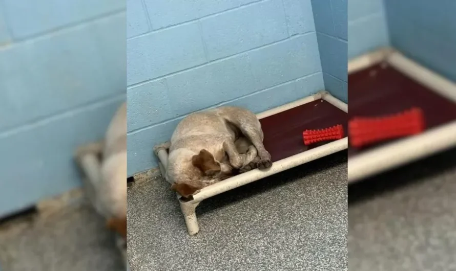 Street Dog Is Heartbroken To See Her Best Friend Leave For A New Home Without Her