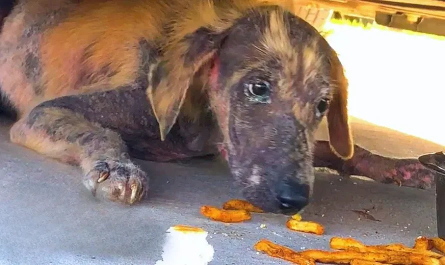 Sweet Puppy Found Under A Car Had The Most Amazing Transformation Ever