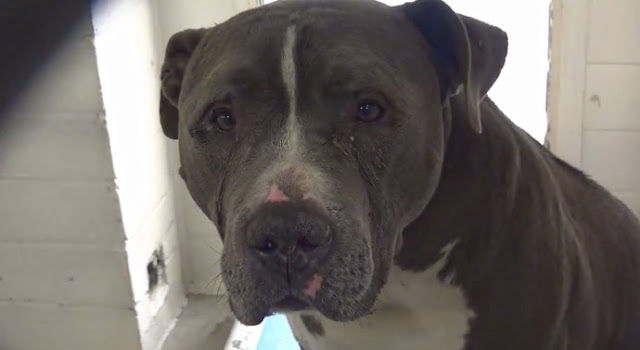 A heartbroken dog left abandoned at a shelter by his family sheds tears, struggling to understand why.