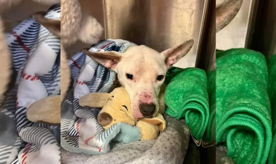 A Blind Dog Was Living In A Cage For A Long Time Until Somebody Finally Stepped In To Save Him