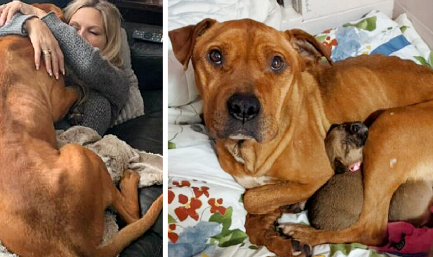 Heroic Mother: Without ever letting her five puppies go hungry, the dog endured months of starvation and freezing conditions.