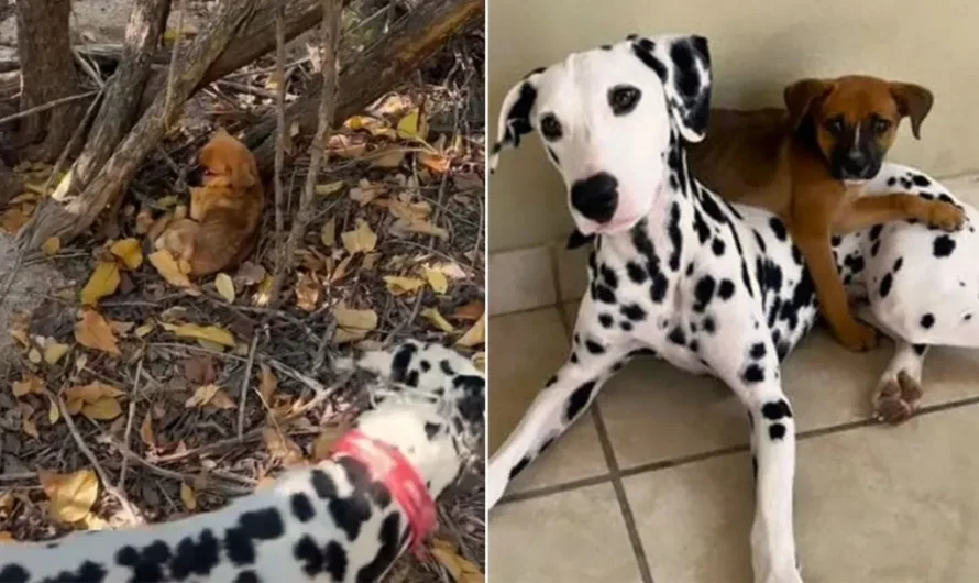 Dalmatian Saves A Scared Little Puppy Abandoned In The Woods