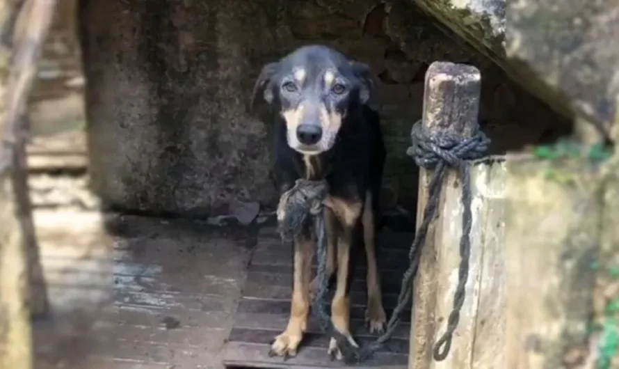 This Poor Dog Was Tied To A Chain For 7 Years Before Finally Being Rescued