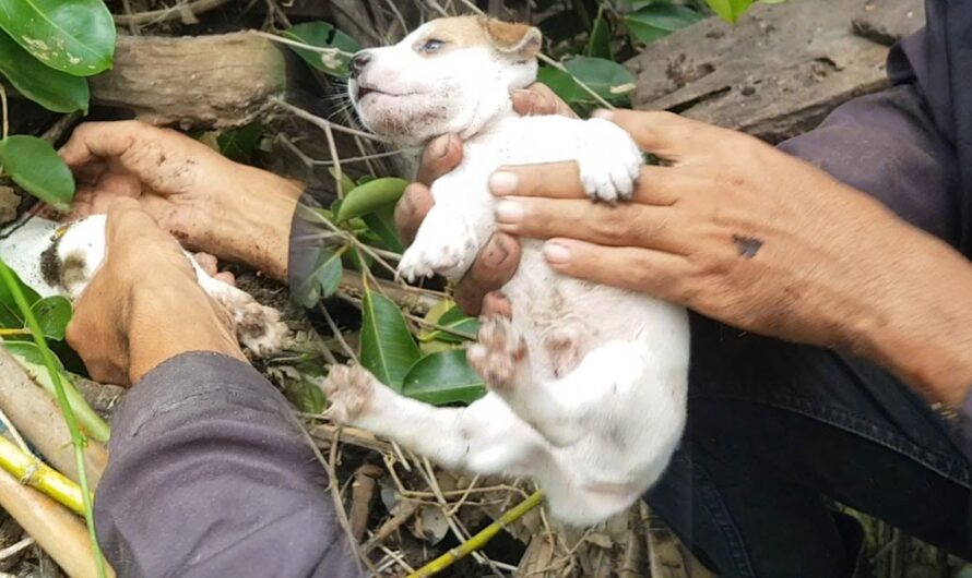 The Rescue of the Poor Mother and Daughter Abandoned in the Forest, Left Helpless, Hungry, and in Despair, is Truly Heartwrenching