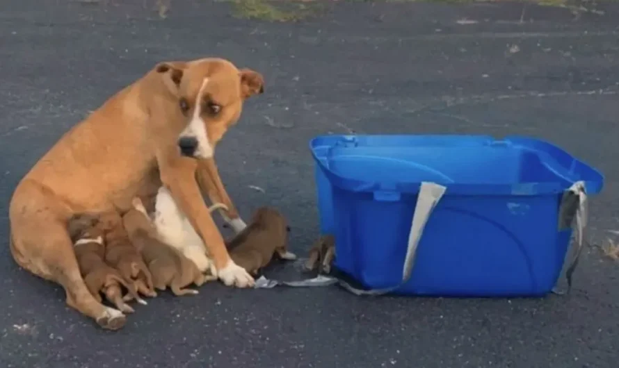 Abandoned Mom Dog And Her Nine Pups Bravely Wait For Their Rescuers