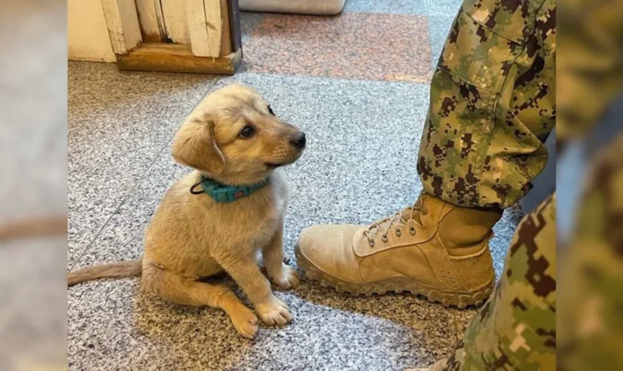 Stray Puppy Enters A Naval Base And Lands Himself The Owner He Always Wished For