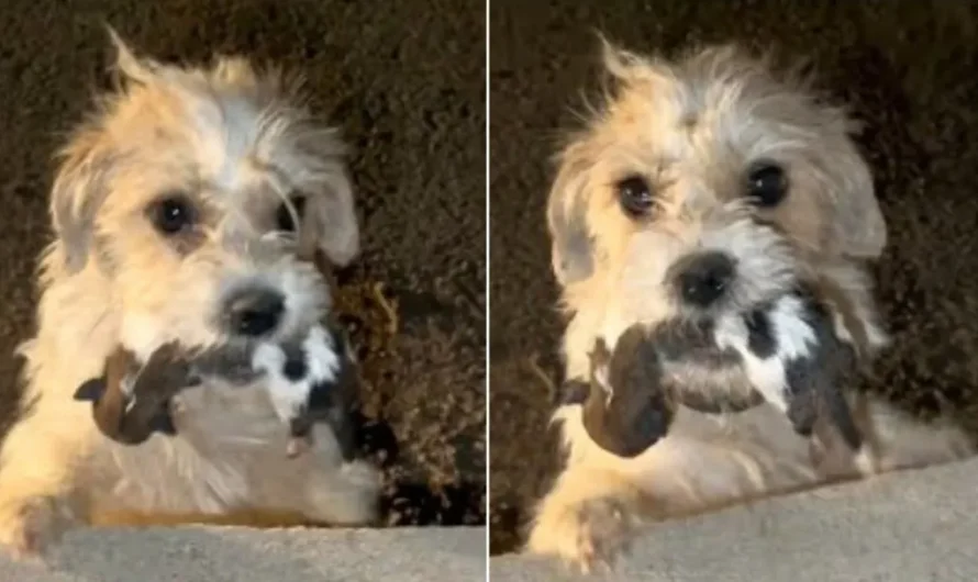 Desperate Mom Dog Holds Her Newborn Babies In Mouth And Begs People To Help