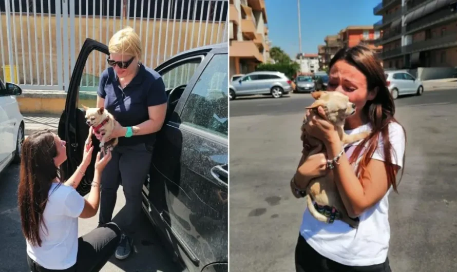 Little Chihuahua Reunited With Her Family After 8 Years Of Separation