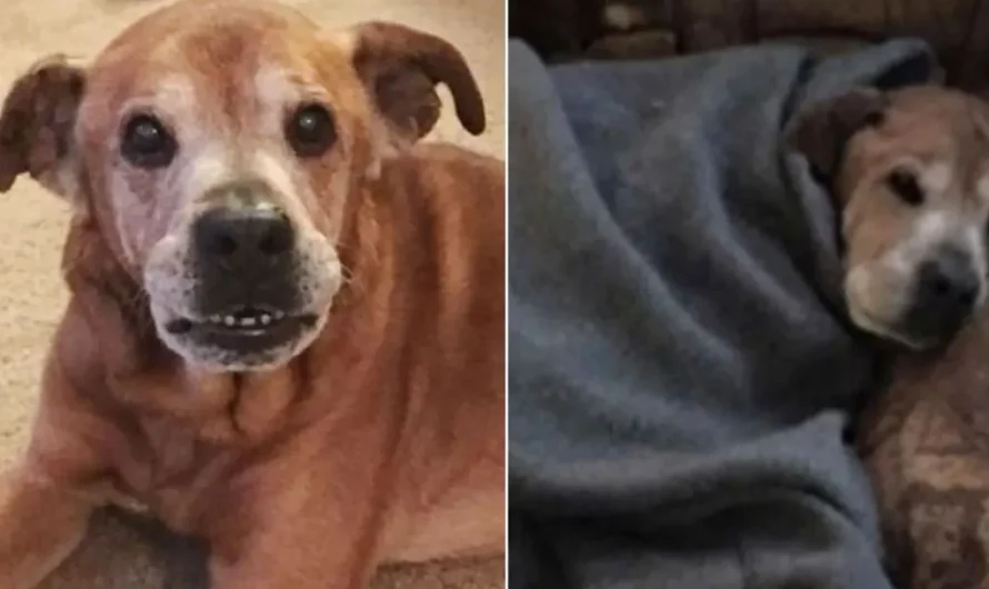 Adopted 17-Year-Old Dog Lives Long Enough To Meet His Baby Sister