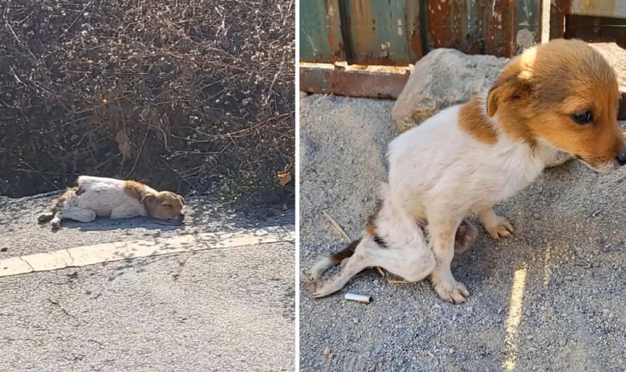 Abandoned and helpless! He stayed by the side of the road for days, begging for help from people, but only receiving cold hearts.