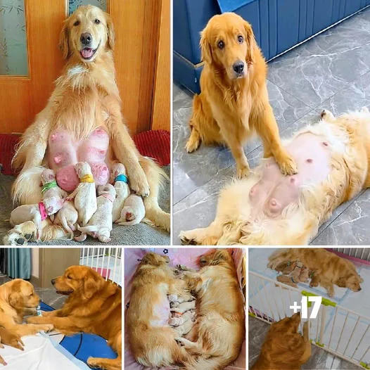 Devoted Guardian: The Golden Retriever Shows Extraordinary Dedication in Caring for His Pregnant Wife