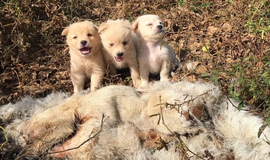 Three abandoned puppies courageously embark on a journey through the untamed wilderness, determined to find their beloved mother who has gone missing.