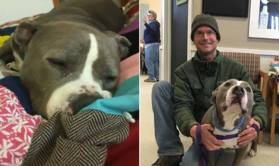 Pitbull Adopted By His Favorite Volunteer Is The Happiest Dog Ever