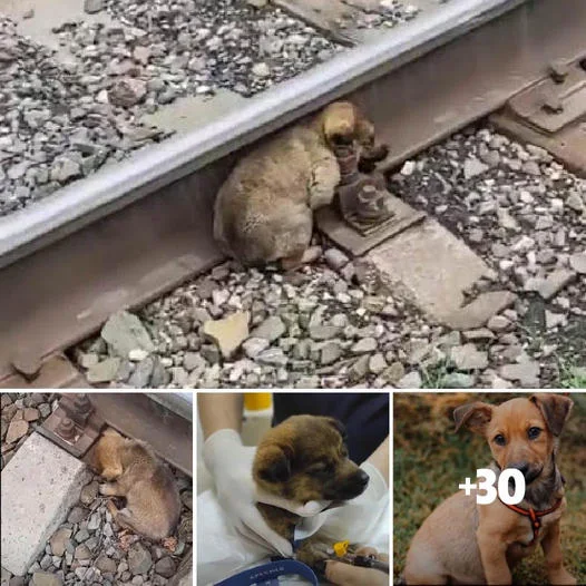 From Desperation to Hope: Miraculous Rescue of an Abandoned Puppy Trapped on the Railway Tracks, About to Face a Tragic Fate.