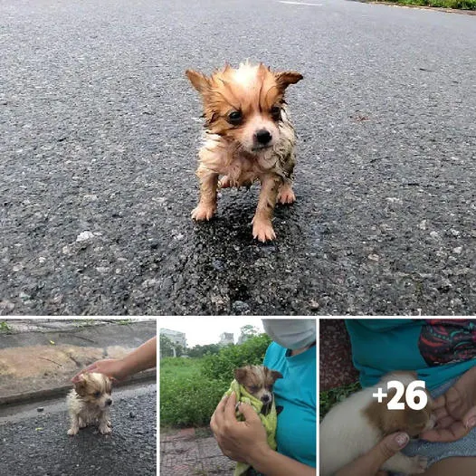 Cry in the Storm: The Lone Struggle of a Tiny Puppy Abandoned by the Elements.