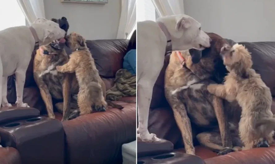 Abused Dog, Rex, Has The Pawfect Siblings To Help Him Overcome Anxiety