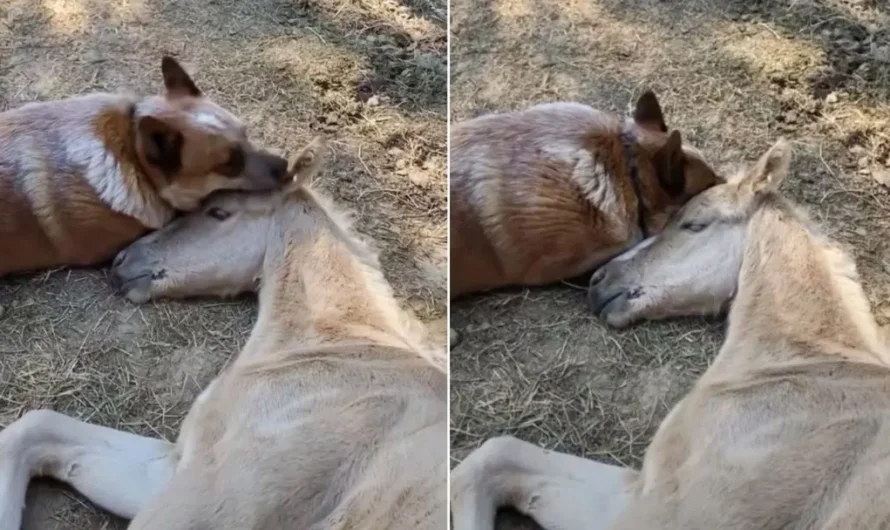 The Caring Dog Did Not Stop Comforting The Foal Until He Got Over The Loss Of His Mother