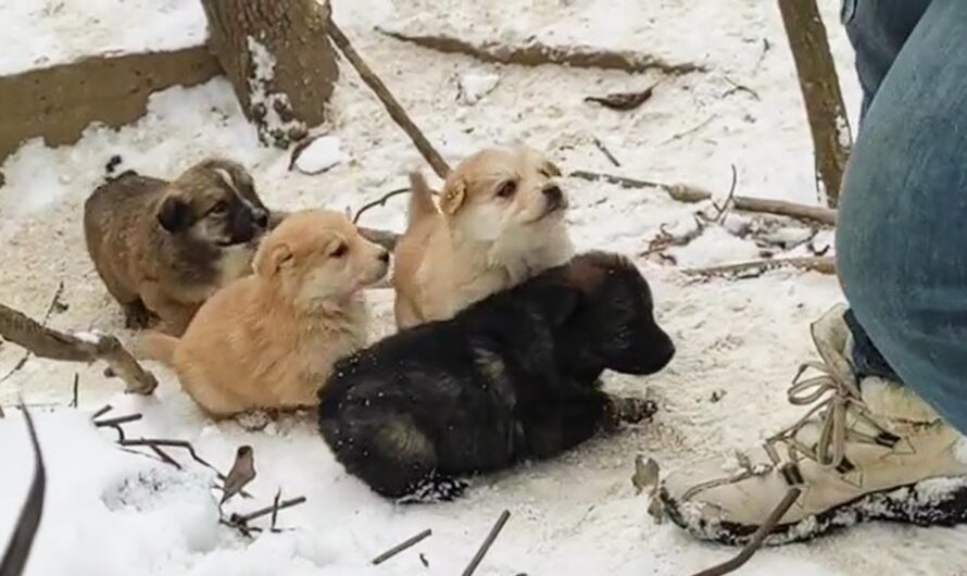 Cutest Surprise of the Winter: Puppies Seeking Food in the Snowstorm