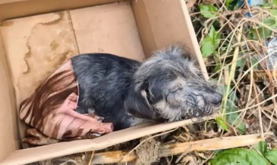 Pup That Was Left In A Box Proves Everyone He’s A Fighter