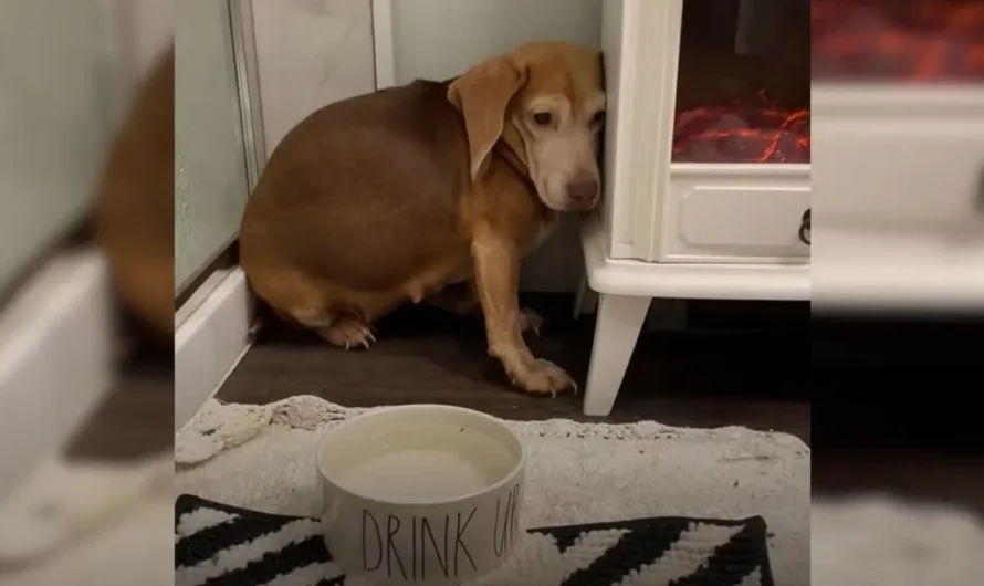 A Kind Couple Comes Across A Fearful Senior Beagle In The Middle Of Nowhere And Takes Her Home