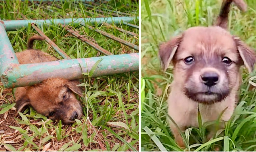 The Agony Unheard: A Stray Dog’s Painful Struggle Under the Weight of an Iron Gate