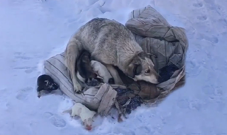 Resilient mother dog tries to keep warm and ask for help after giving birth to 10 puppies in the cold snow in an area of ​​​​Northern America.”(Video)