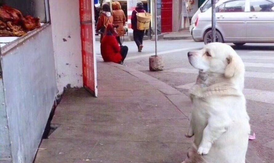 A Touching Encounter: The Plea of a Two-Legged Canine at a Food Store Resonates Deeply with the Hearts of Millions