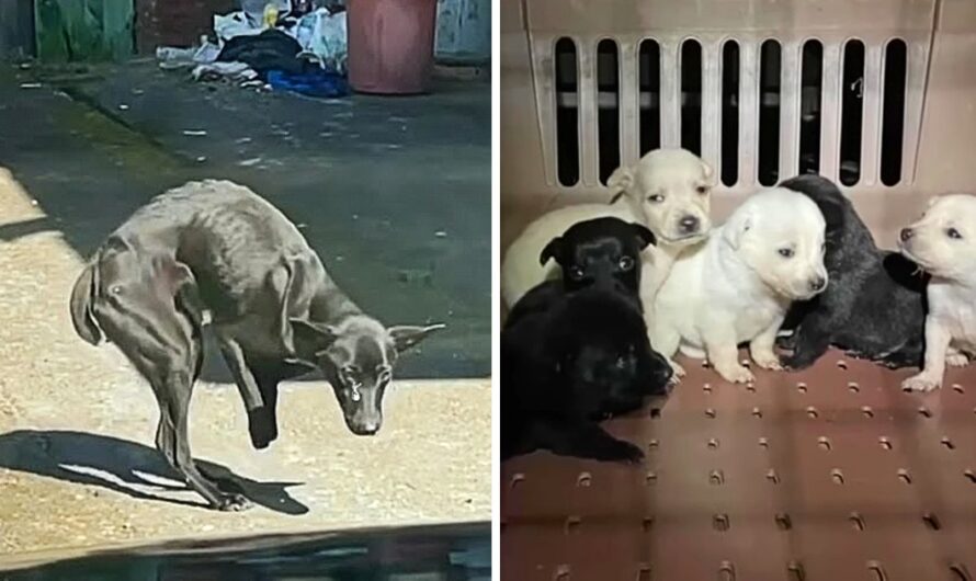 Enduring a month of hardship, a stray mother dog, lacking her two front feet, fought to survive, desperately seeking assistance to care for her six pups