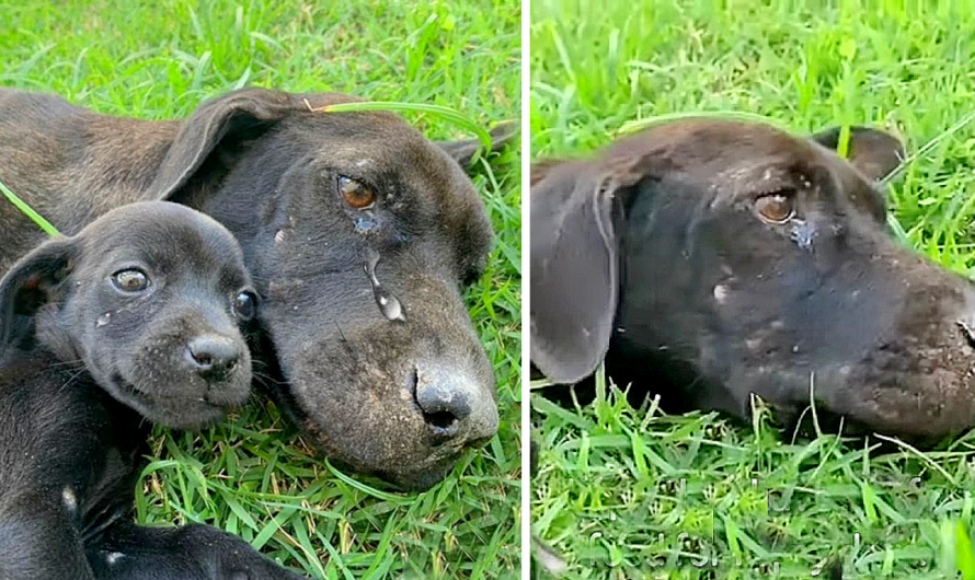 A malnourished and weary mother dog, sobbing and desperate to nourish her puppy, illustrates her heartbreaking struggle