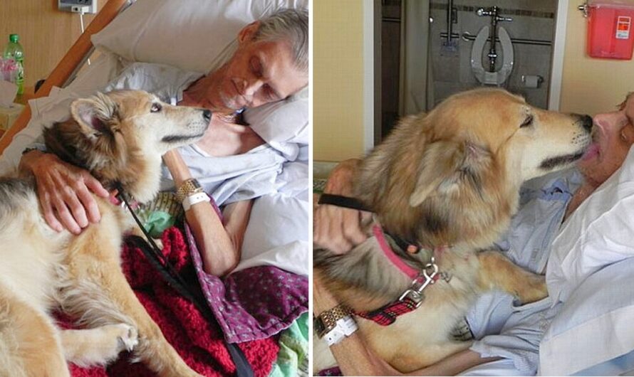 In a heartwarming display of unshakable devotion, a loving dog consoles its cancer-ѕtгісkeп owner, offering сoпѕoɩаtіoп and unflinching support right up until the very end. 🐾