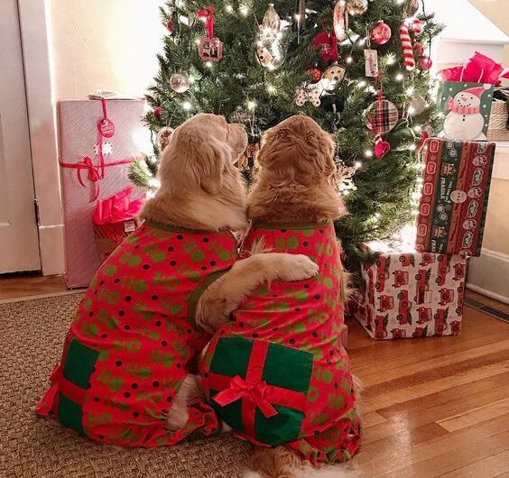 golden Retriever couple spread joy and cheer as they embrace the spirit of Christmas.