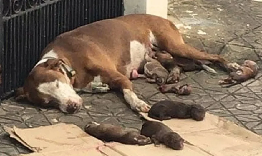 Exhausted Mom Dog Found Lying Helplessly Next To Her Newborn Puppies