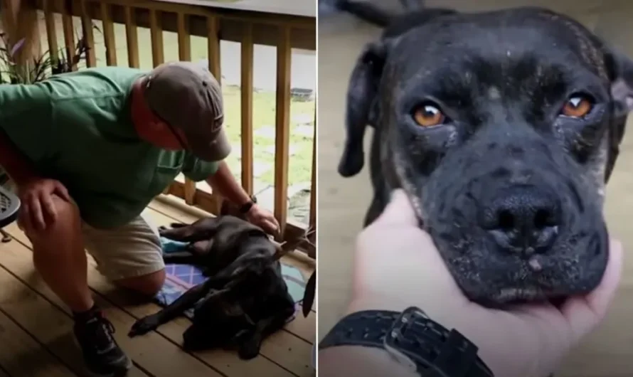 Severely Injured Dog Rests On A Family’s Porch, Then A Miracle Happens