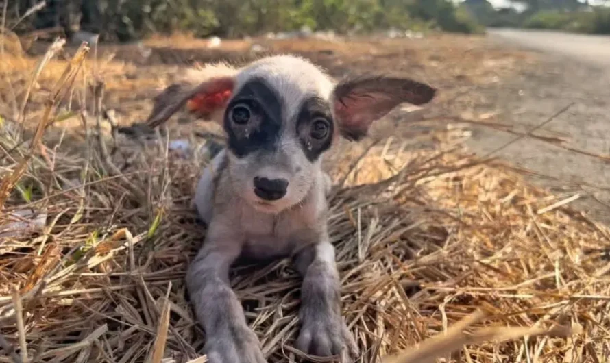 A Kind Man Comes Across A Sweet Stray Puppy And Gives Her A Forever Home