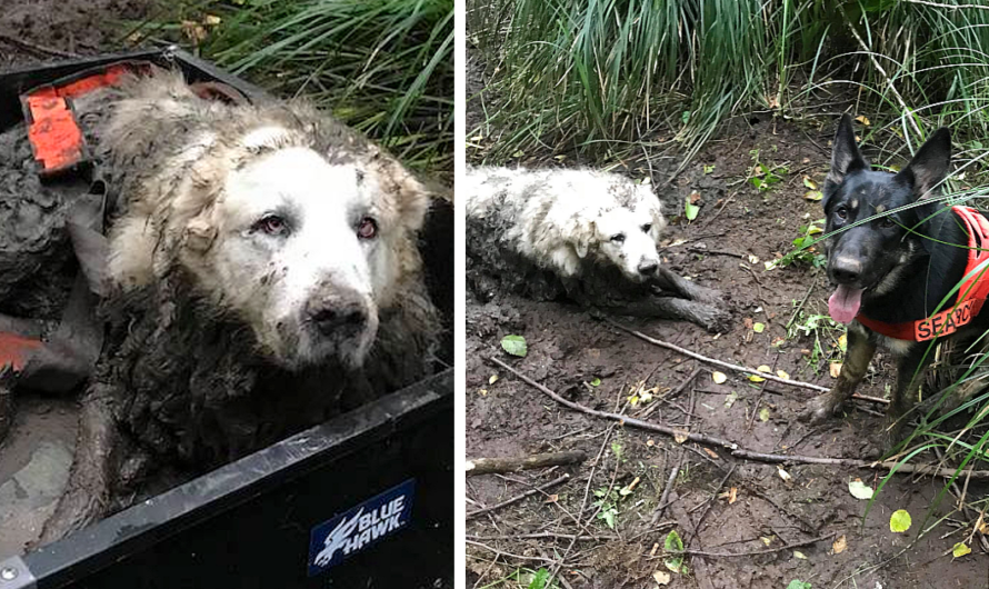 Brave rescue pup undertakes its inaugural mission, skillfully retrieving a family’s lost dog trapped in mud for an agonizing two days