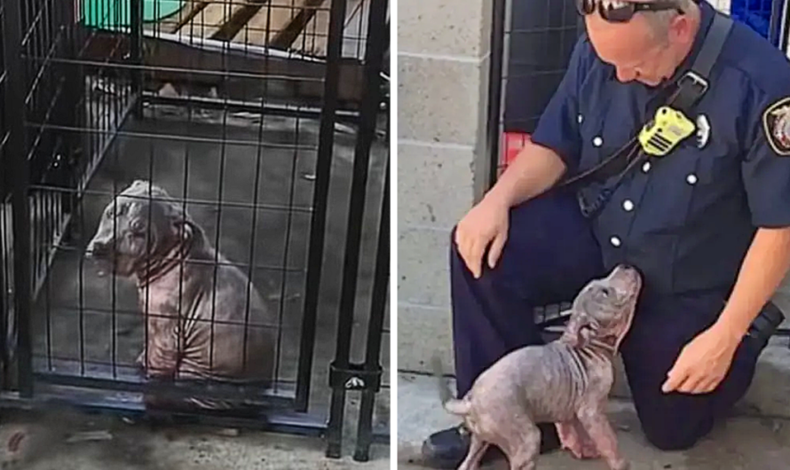 When the fireman who saved the shelter puppy returns to adopt her, her attitude changes from sadness to full bliss.