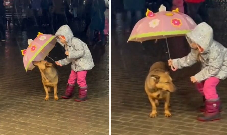 A kind-hearted young girl observed a stray dog shivering in the pouring rain and opted to protect him by sharing her umbrella