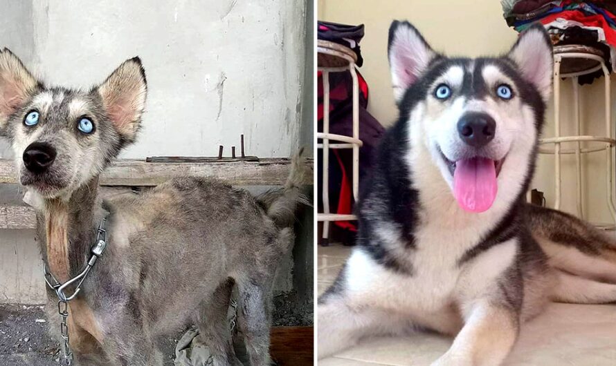 A man rescued a husky teetering on the brink of death and, through his dedicated care, transformed her into the most stunning and beautiful dog imaginable