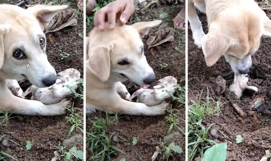 It’s a poignant tableau: a mourning mother dog’s emotional efforts to unearth her deceased puppy, displaying profound sorrow and longing