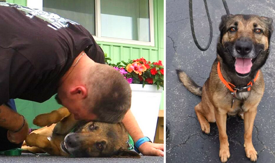 Thrown from a balcony, this dog finds a new lease on life as a service companion for a veteran, providing companionship and support in a heartwarming transformation.