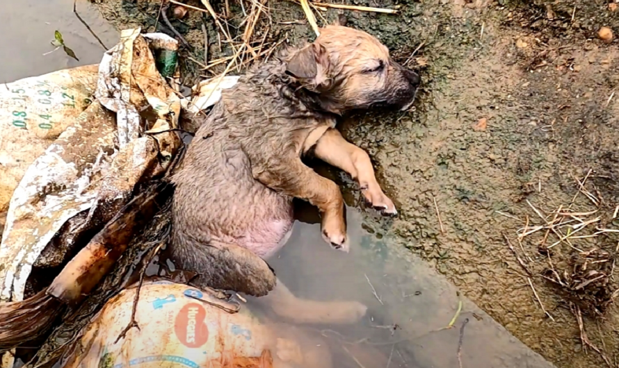 Lying motionless in a ditch, the tiny pup, forsaken and let down by humans, languishes in unconsciousness, pleading for the assistance and compassion it so desperately requires