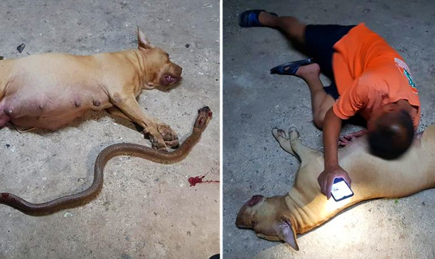 In a profound display of maternal instinct, a pregnant pit bull makes the ultimate sacrifice, prioritizing the protection of her owner’s daughter even at the risk of putting her own unborn ‘children’ in jeopardy