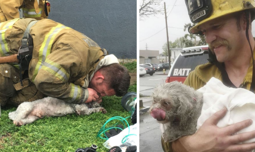 After saving the puppy from a deаdɩу fігe, a brave firefighter performed CPR on it with dexterity.