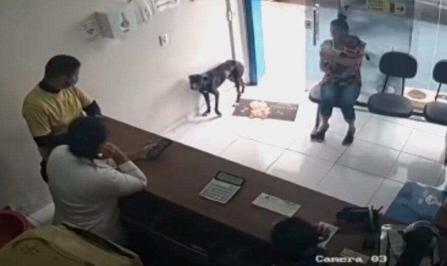 Stray Dog with Injured Paw Enters Vet Clinic to Ask for Help