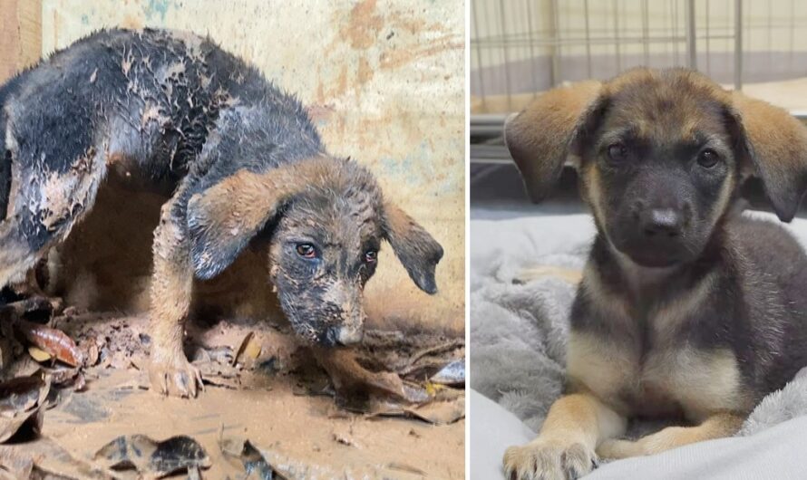 Embarking on a mission to save a mistreated puppy, we encountered the heart-wrenching sight of the trembling and whimpering canine, revealing the challenging journey ahead