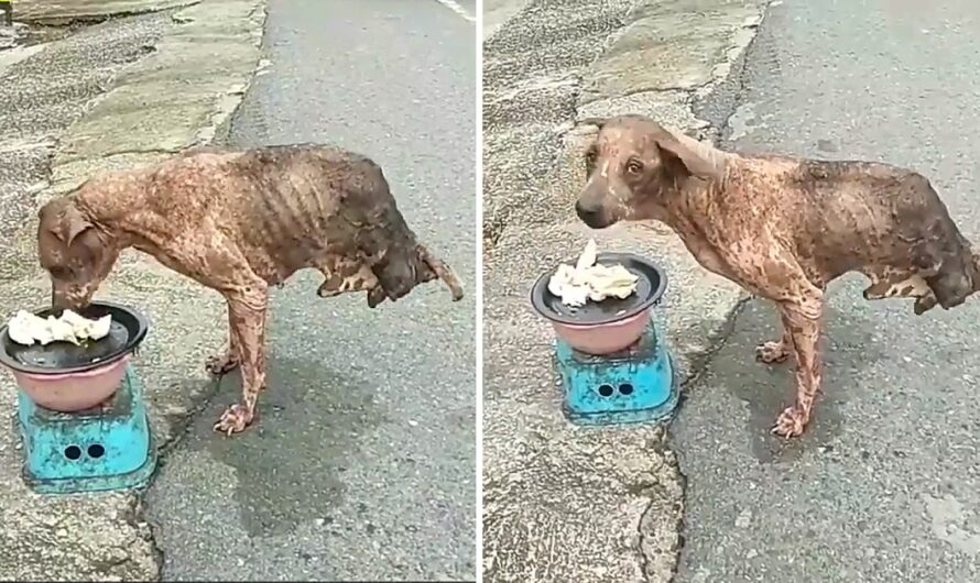 Against all odds, an abandoned dog with only two legs miraculously survived, enduring without aid from anyone